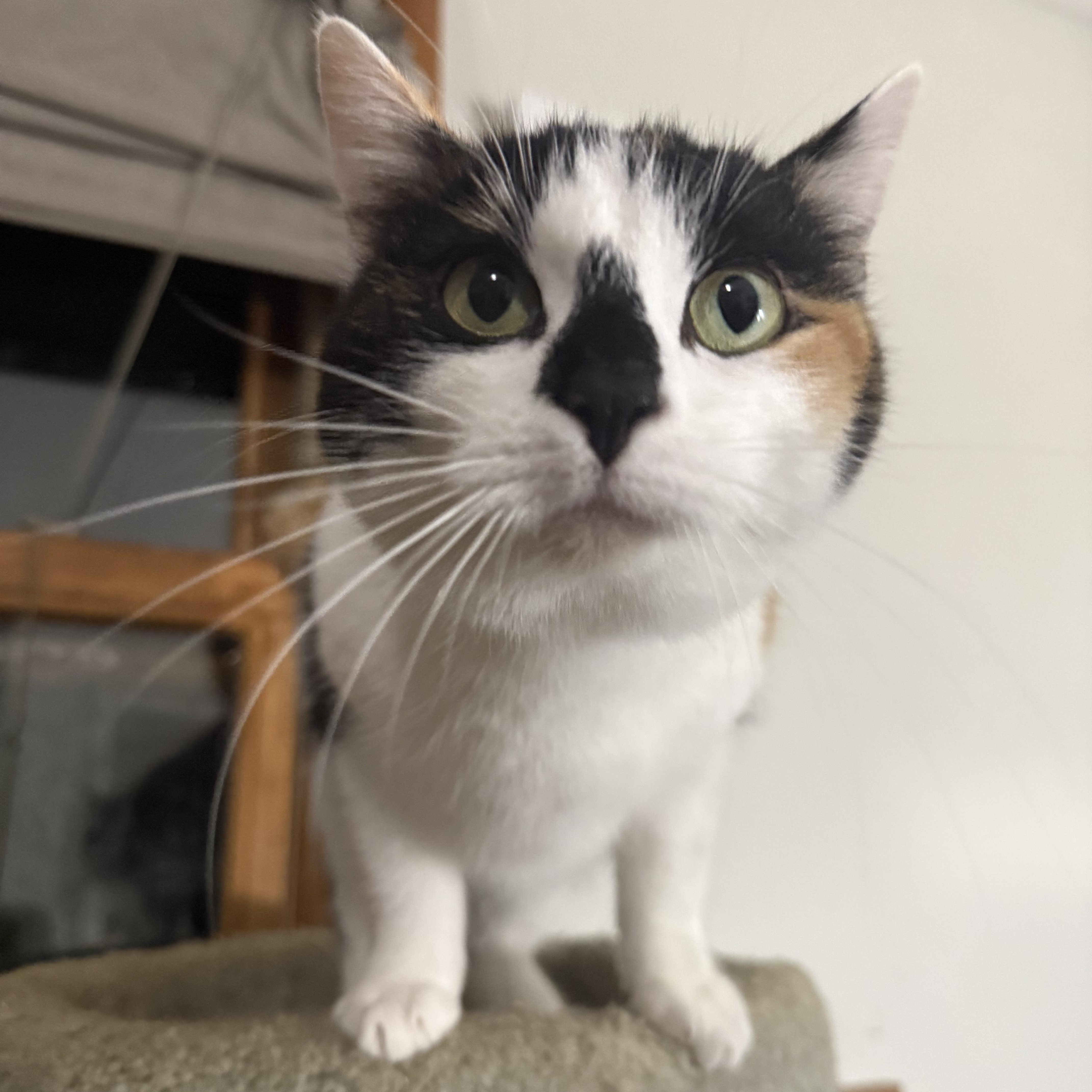 Freya, an adopted Domestic Short Hair in Lone rock, WI image 3/4