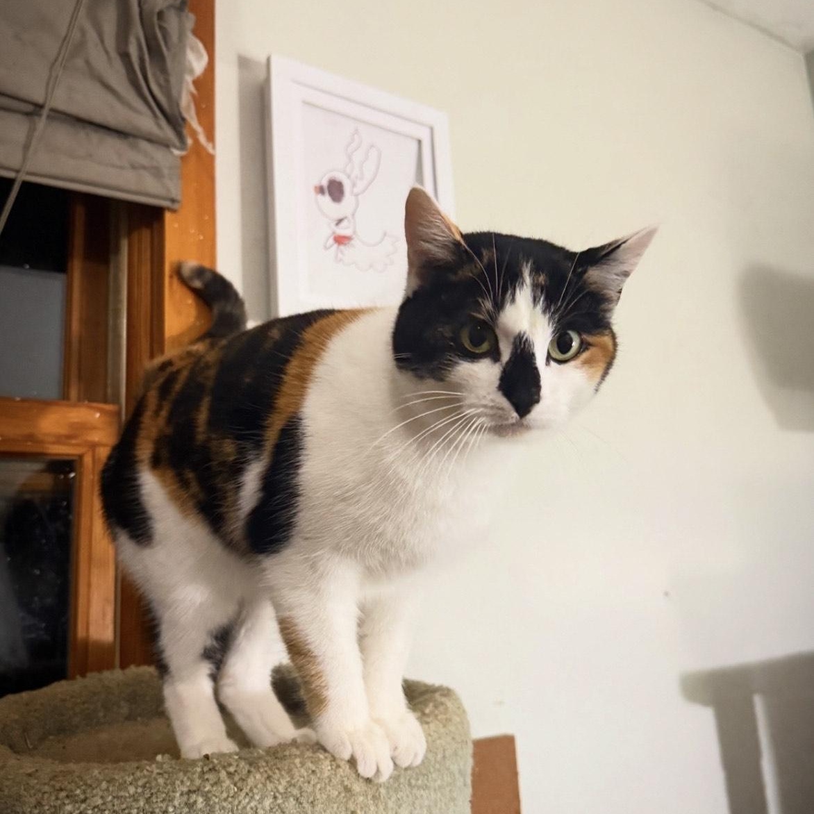 Freya, an adopted Domestic Short Hair in Lone rock, WI image 4/4