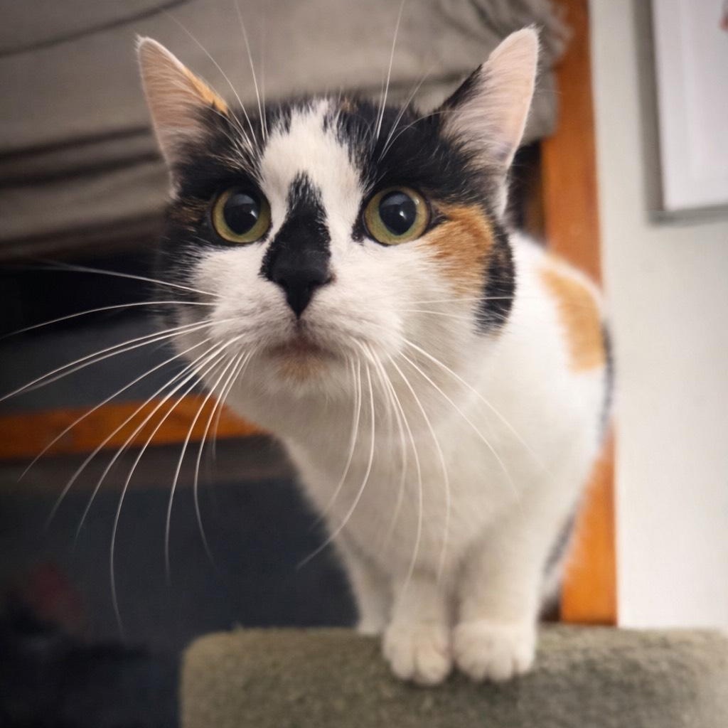 Freya, an adopted Domestic Short Hair in Lone rock, WI image 1/4
