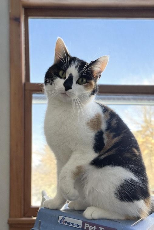 Freya, an adopted Domestic Short Hair in Lone rock, WI image 2/4