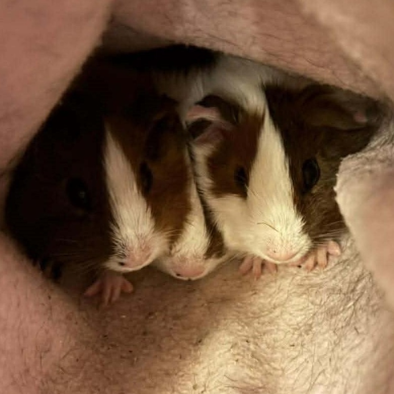 Enlarge Alvin, Simon & Theodore, a ADOPTABLE Guinea Pig in Rochester, NY image 2/6