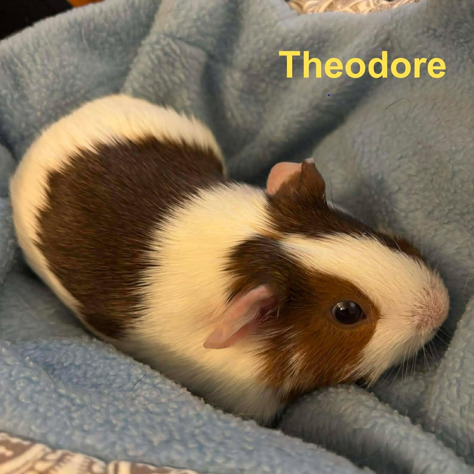 Enlarge Alvin, Simon & Theodore, a ADOPTABLE Guinea Pig in Rochester, NY image 5/6