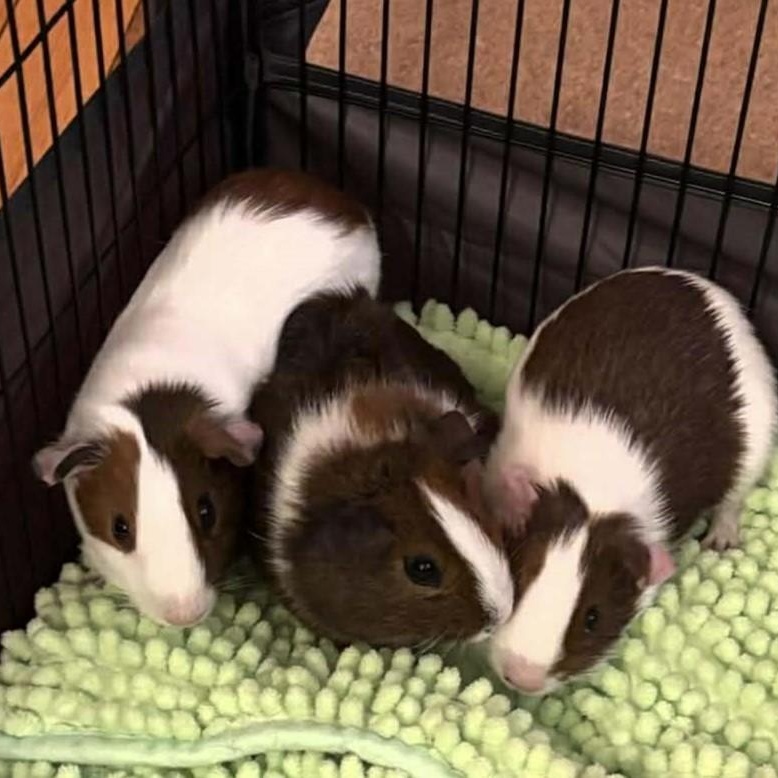 Enlarge Alvin, Simon & Theodore, a ADOPTABLE Guinea Pig in Rochester, NY image 1/6