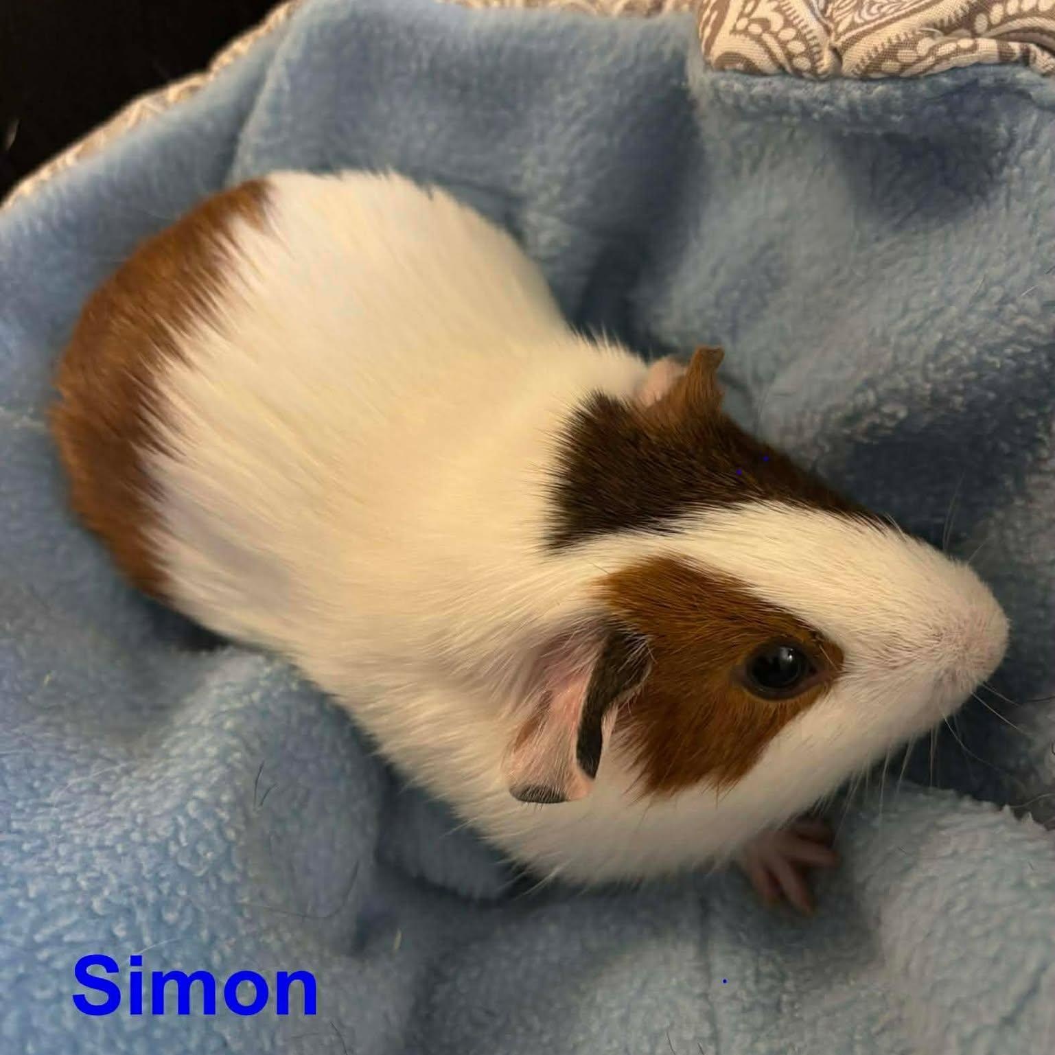 Enlarge Alvin, Simon & Theodore, a ADOPTABLE Guinea Pig in Rochester, NY image 4/6
