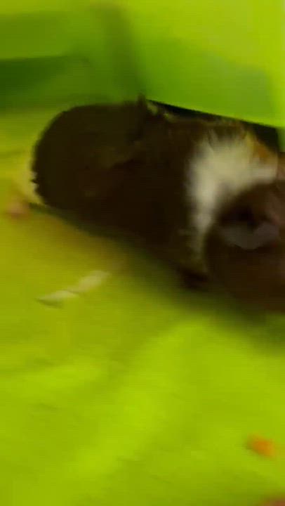 Enlarge Alvin, Simon & Theodore, a ADOPTABLE Guinea Pig in Rochester, NY video 6/6