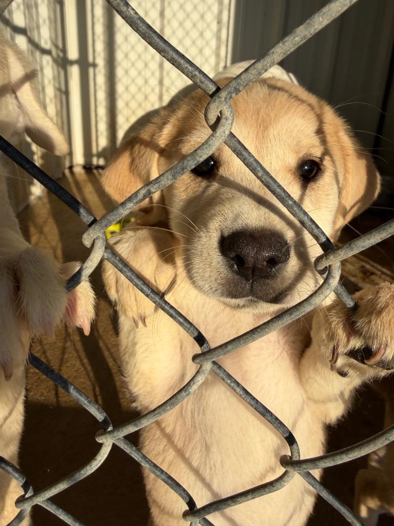Reesey, Adoptable, Puppy Female Shepherd & Anatolian Shepherd.