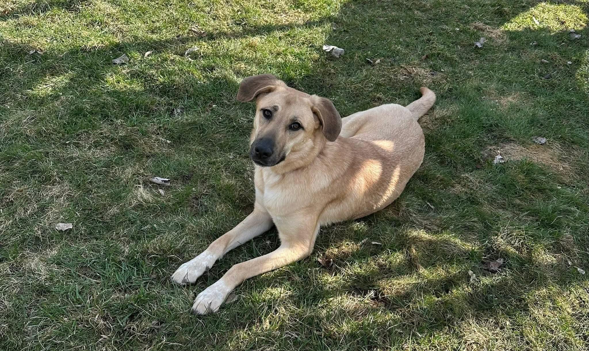 Enlarge Dolly, an adopted mixed breed in Grand Rapids, MI image 1/3