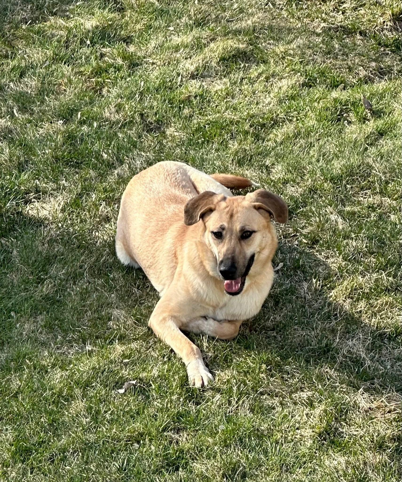 Enlarge Dolly, an adopted mixed breed in Grand Rapids, MI image 2/3