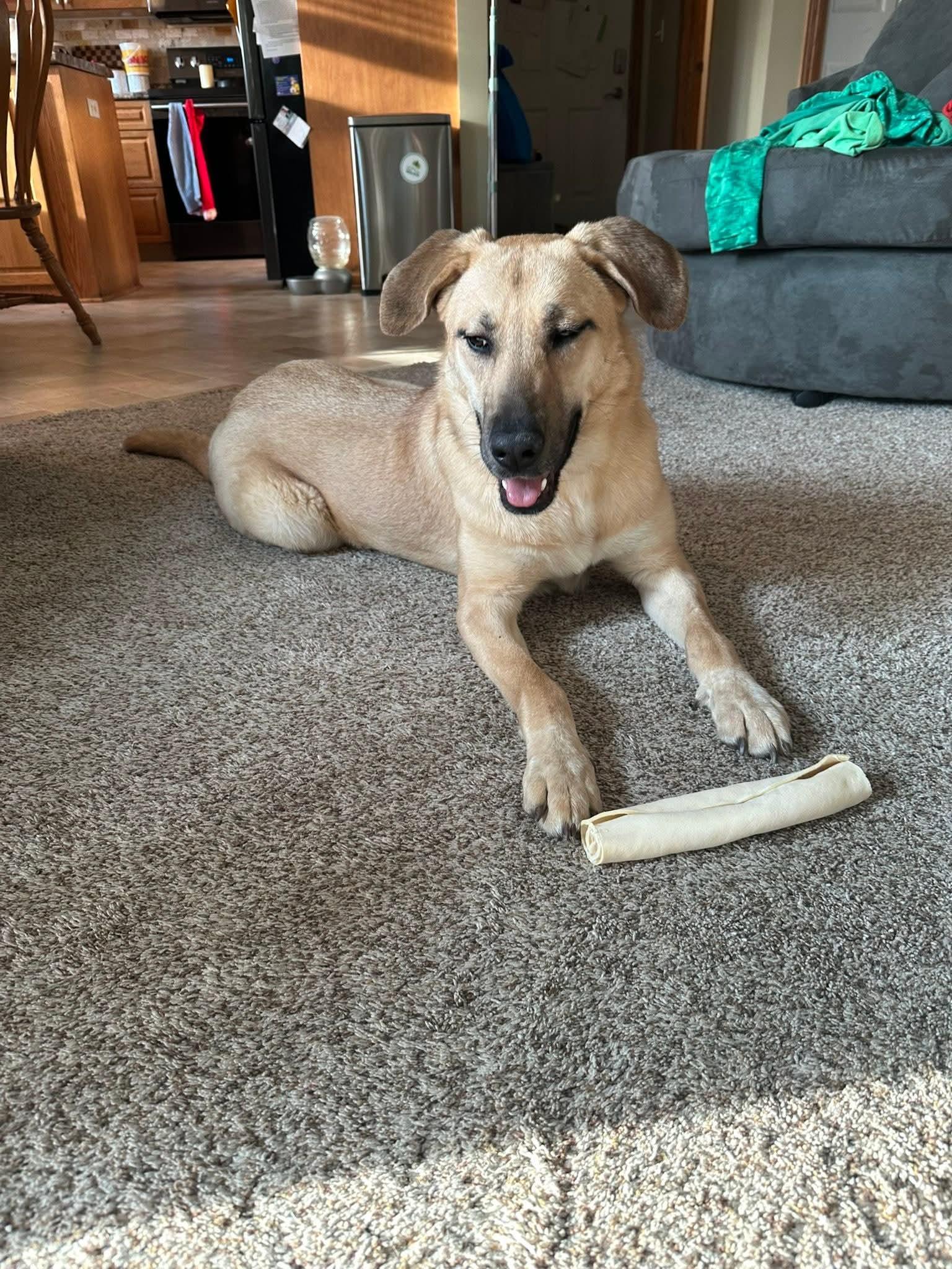 Enlarge Dolly, an adopted mixed breed in Grand Rapids, MI image 3/3