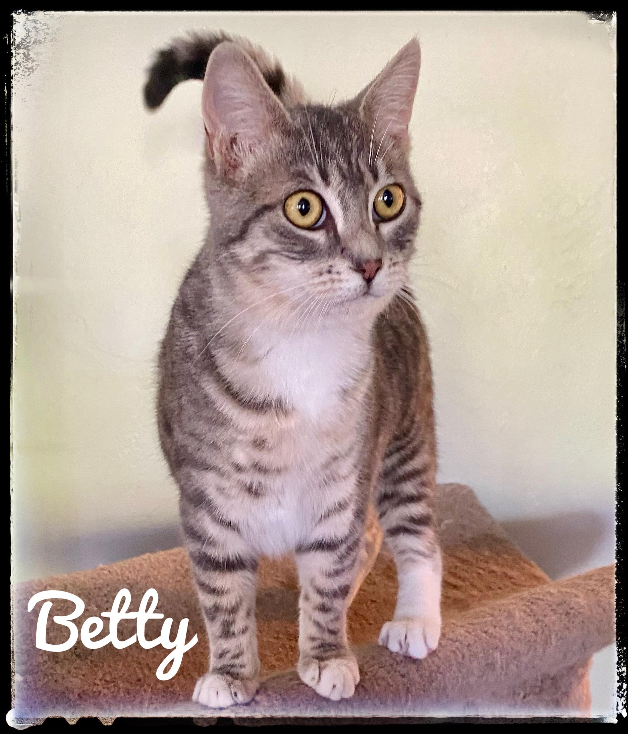 Betty, Adoptable, Young Female Domestic Short Hair.