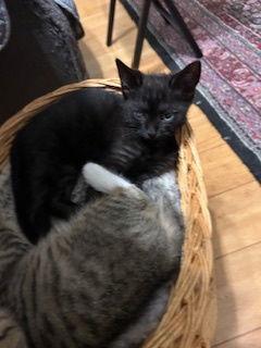 Bear, Adoptable, Kitten Male Domestic Short Hair.