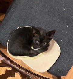 Enlarge Bear, a Adoptable Domestic Short Hair in Orlando, FL image 3/3