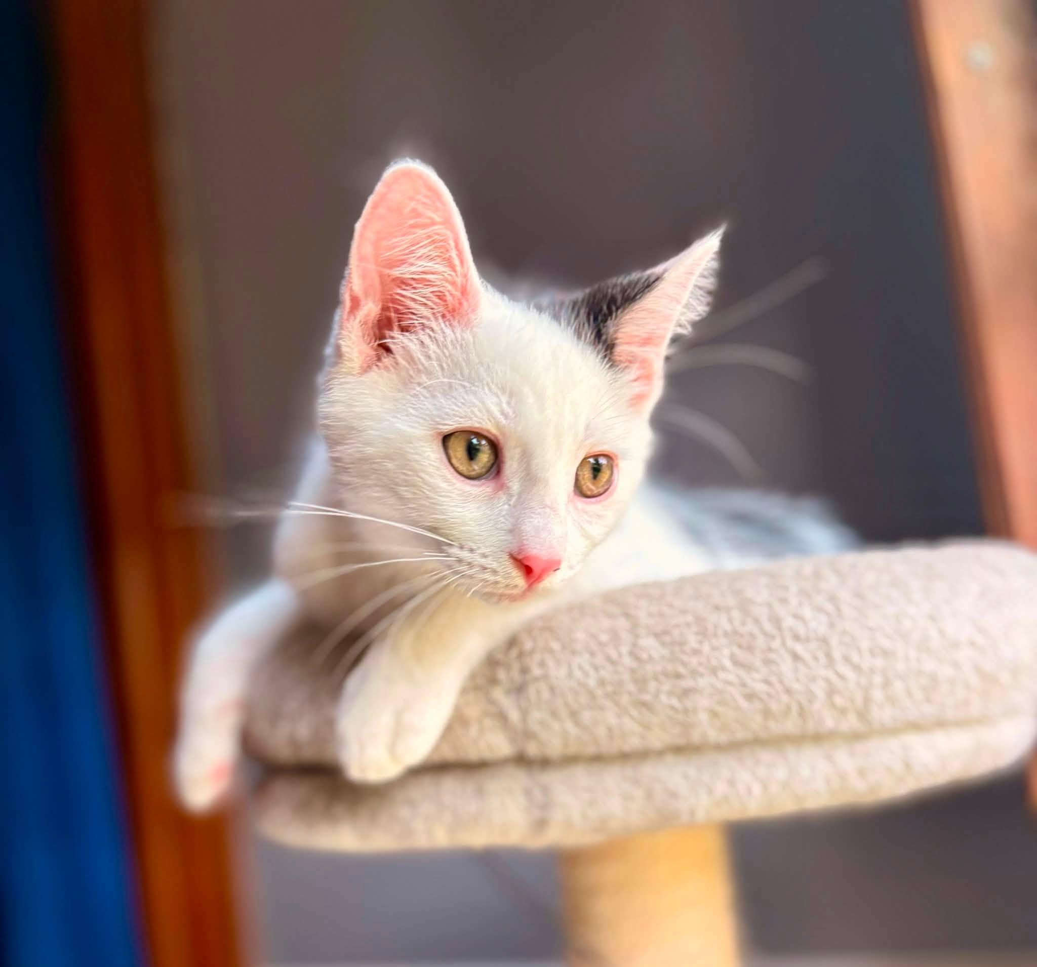 Habanero, ADOPTABLE, Young Male American Shorthair.