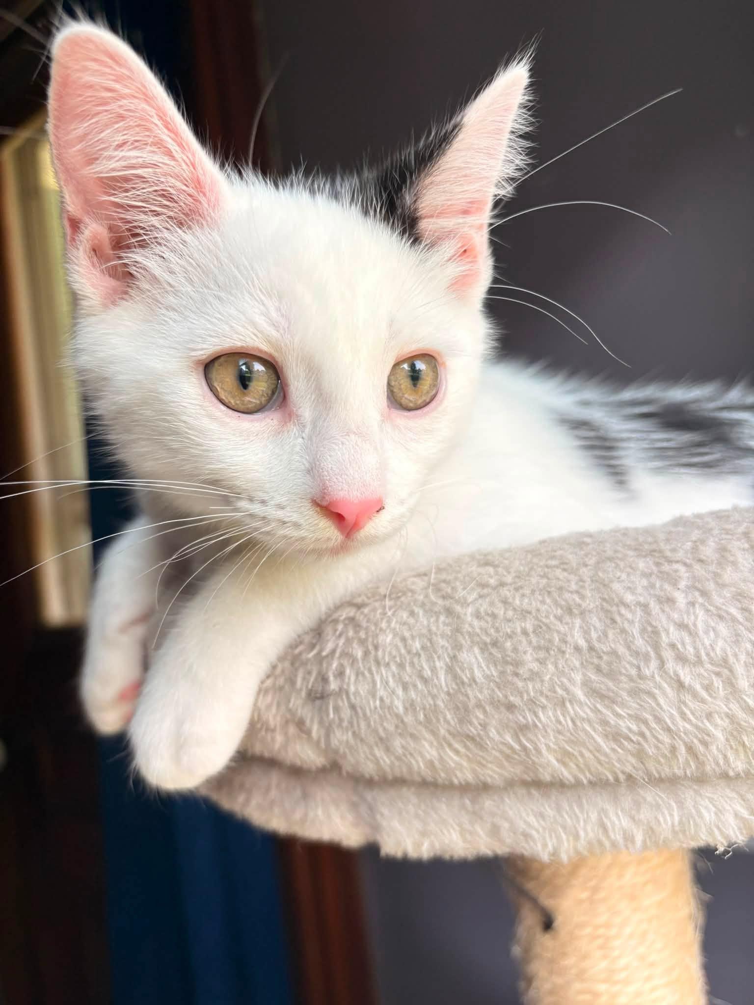 Enlarge Habanero, a ADOPTABLE American Shorthair in Elkland, PA image 4/4