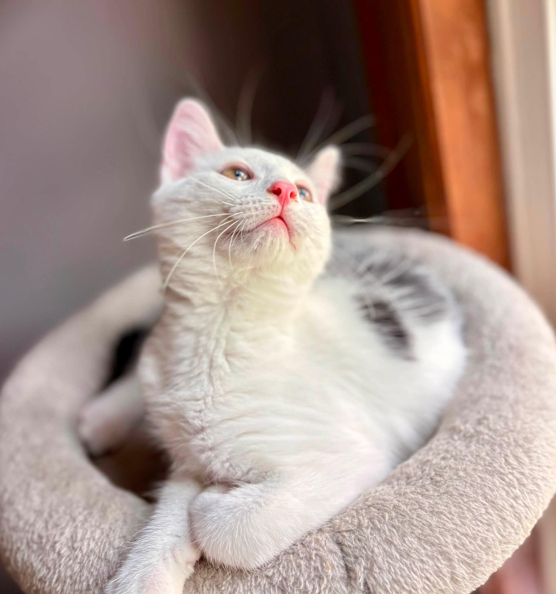 Enlarge Habanero, a ADOPTABLE American Shorthair in Elkland, PA image 2/4