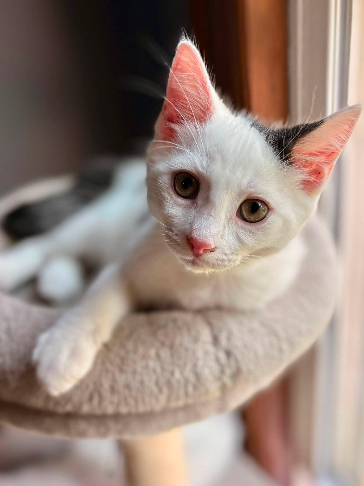 Enlarge Habanero, a ADOPTABLE American Shorthair in Elkland, PA image 3/4