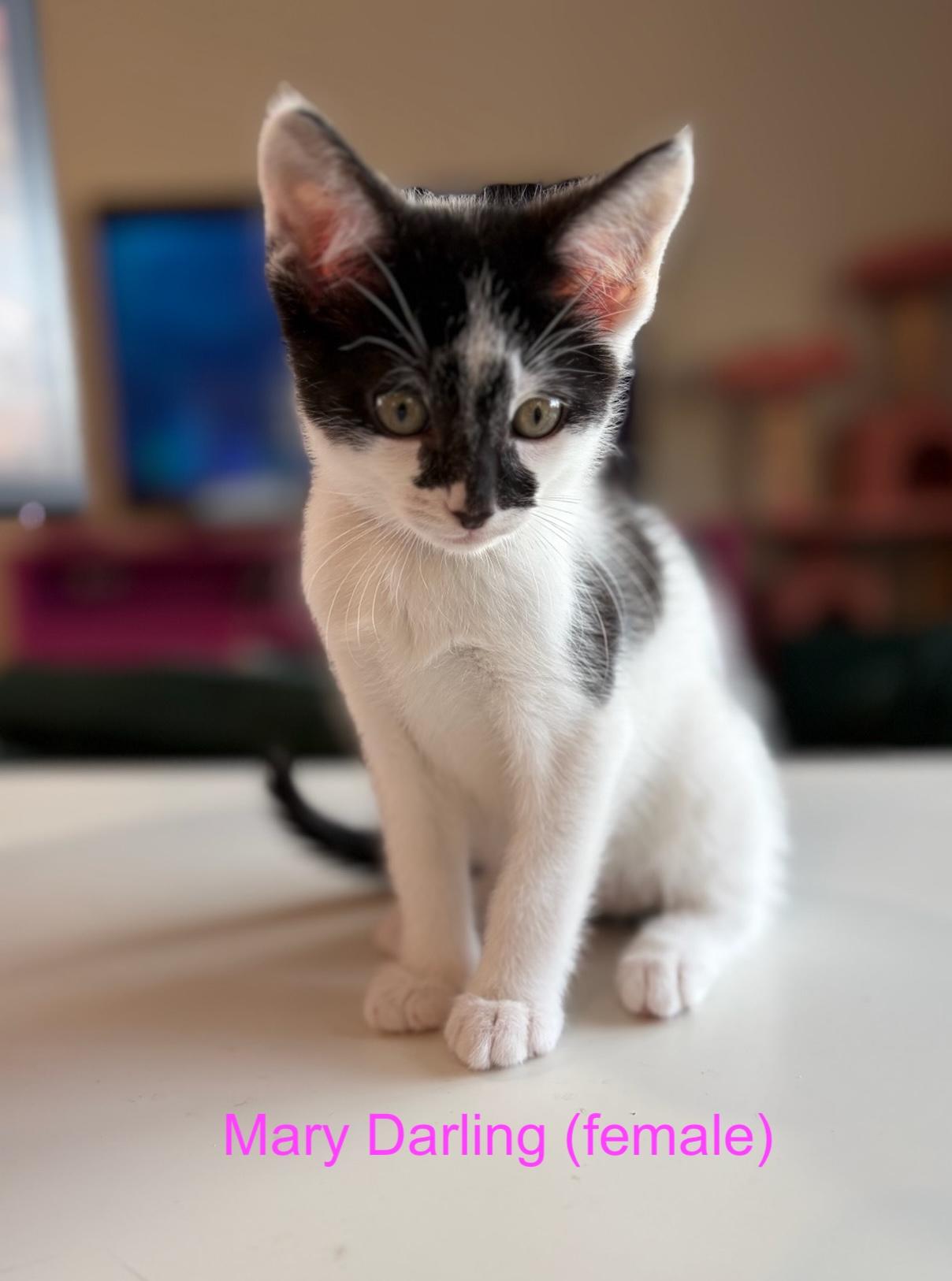 Mary Darling, a ADOPTABLE Domestic Short Hair in Murfreesboro, TN image 2/3