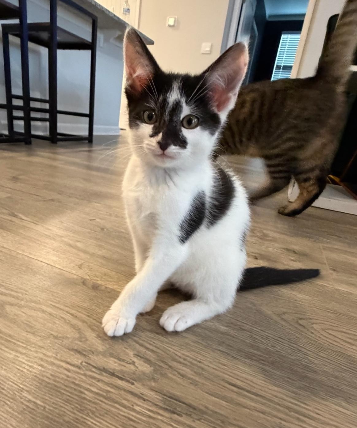 Mary Darling, ADOPTABLE, Kitten Female Domestic Short Hair.