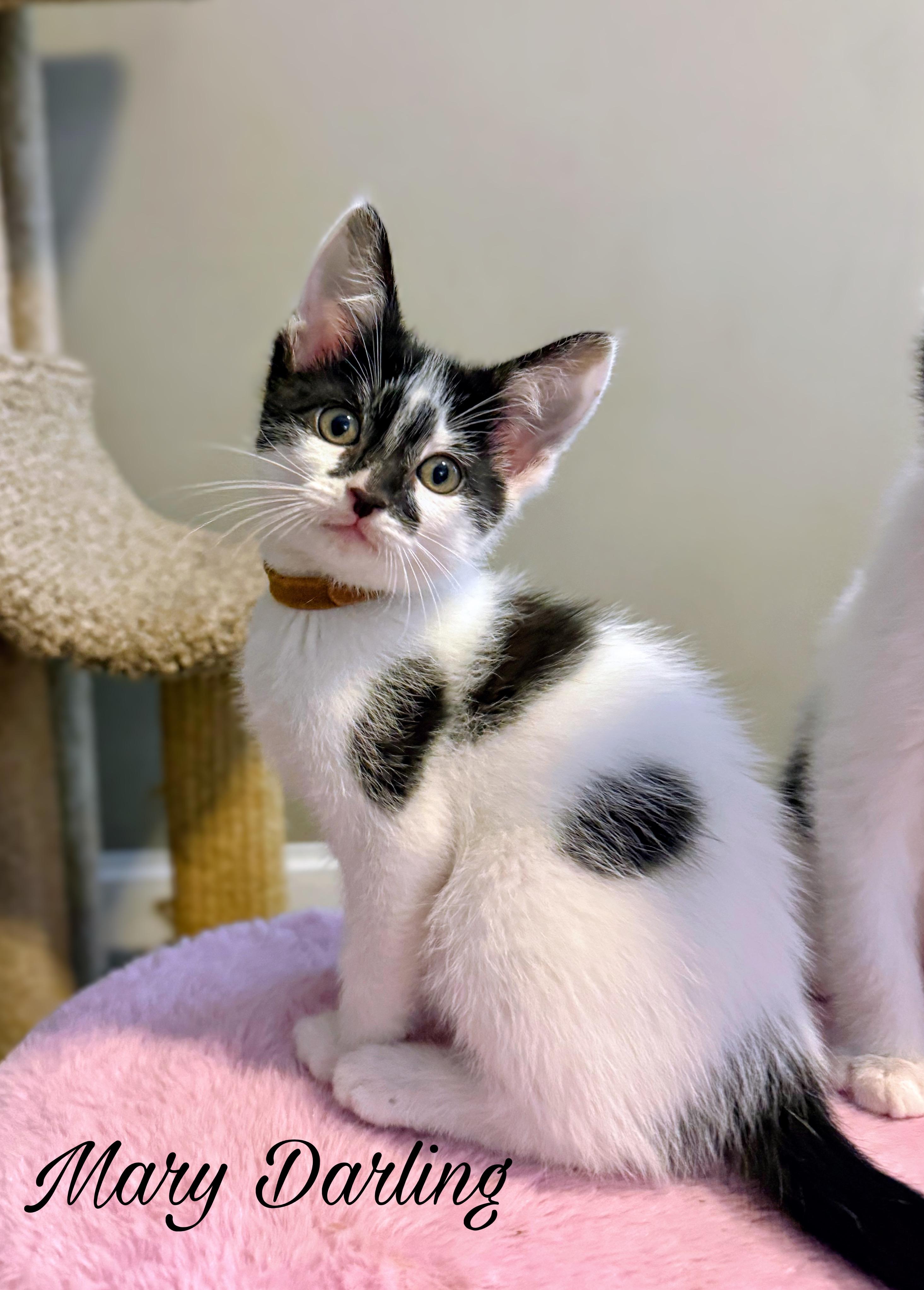 Mary Darling, a ADOPTABLE Domestic Short Hair in Murfreesboro, TN image 3/3