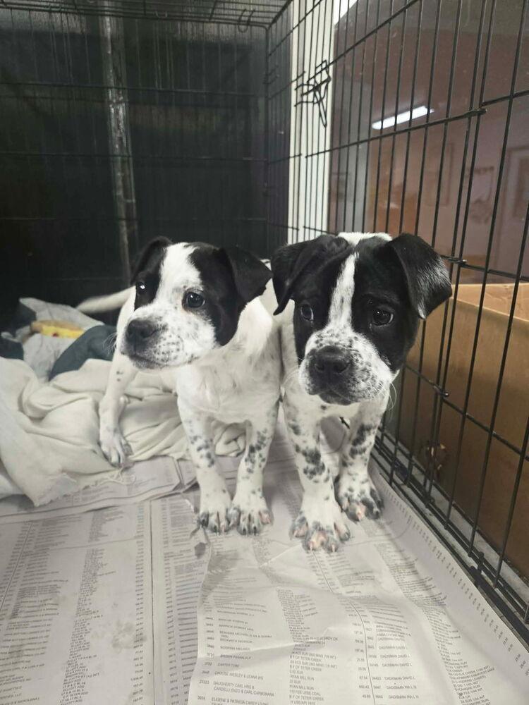 Maverick thumbnail 2