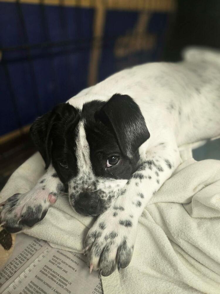 Maverick thumbnail 3