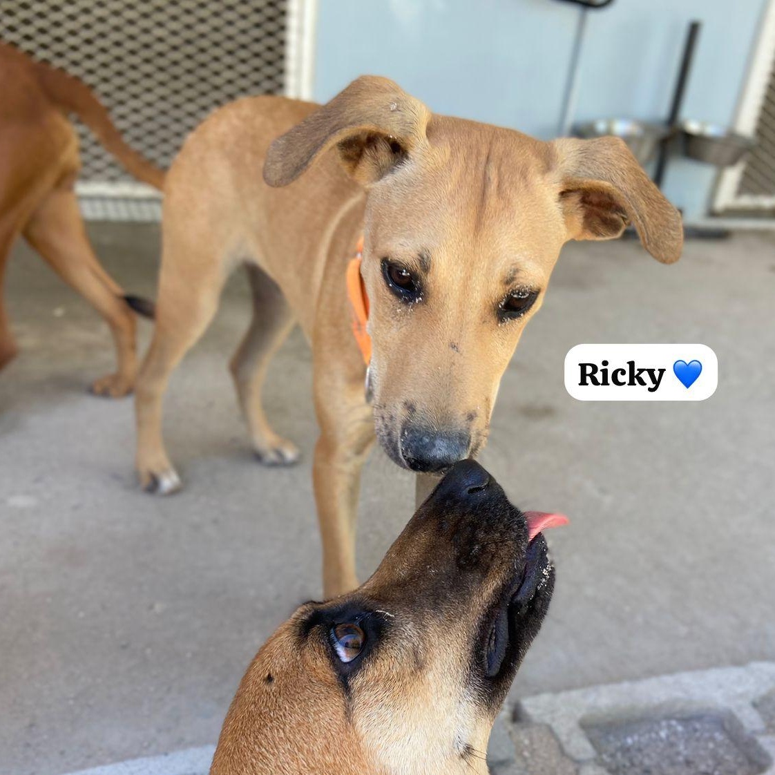 Enlarge Ricky, a ADOPTABLE Mixed Breed in Thornhill, ON image 4/5