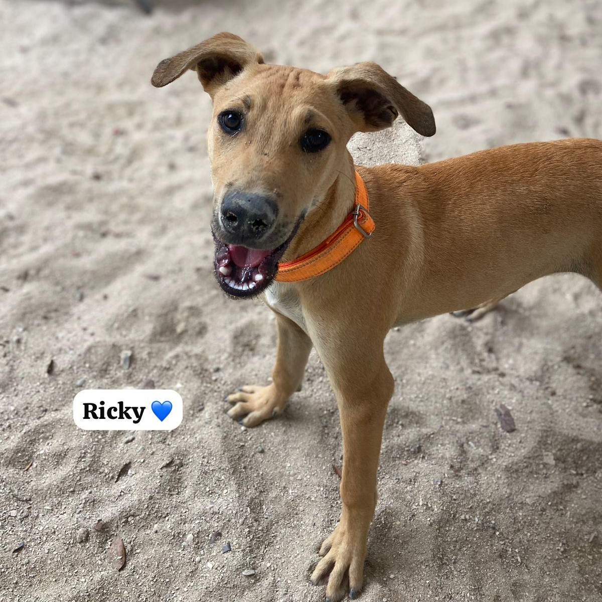 Enlarge Ricky, a ADOPTABLE Mixed Breed in Thornhill, ON image 3/5