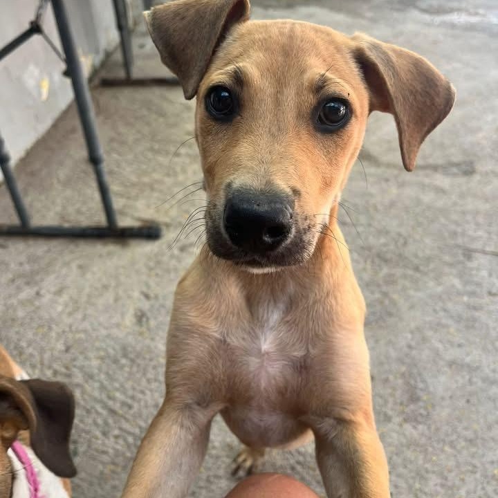 Enlarge Ricky, a ADOPTABLE Mixed Breed in Thornhill, ON image 5/5