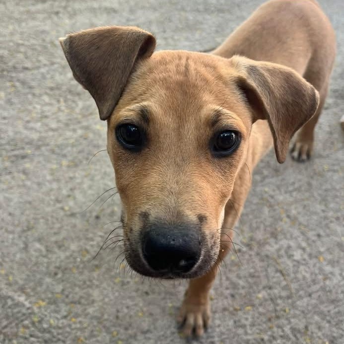 Ricky, ADOPTABLE, Puppy Male Mixed Breed.
