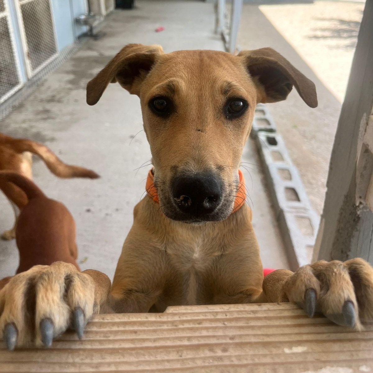 Enlarge Ricky, a ADOPTABLE Mixed Breed in Thornhill, ON image 2/5