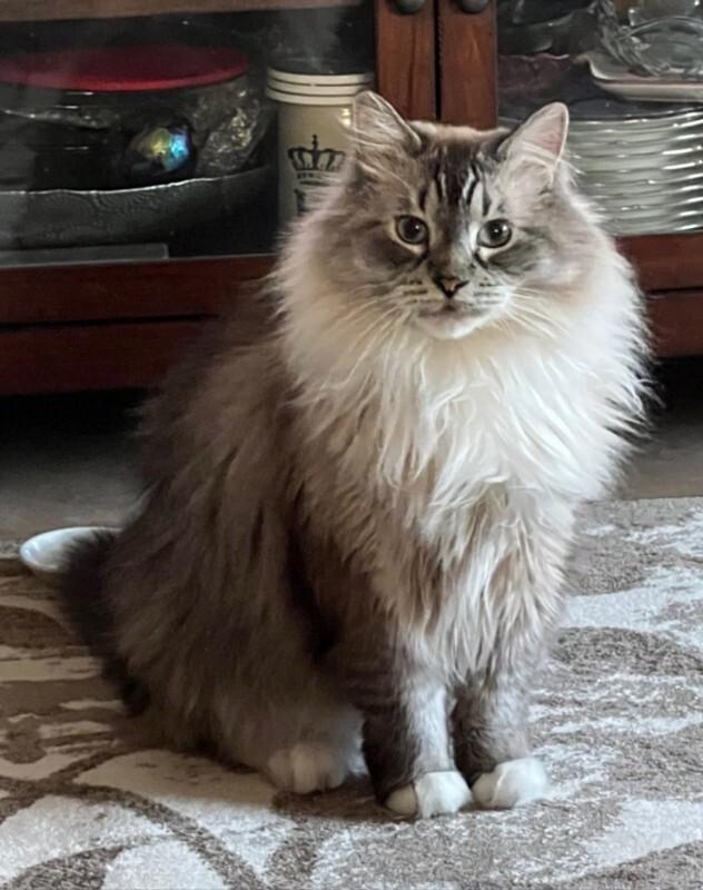 Deuce or Dewey, Adoptable, Senior Male Siamese & Domestic Long Hair.