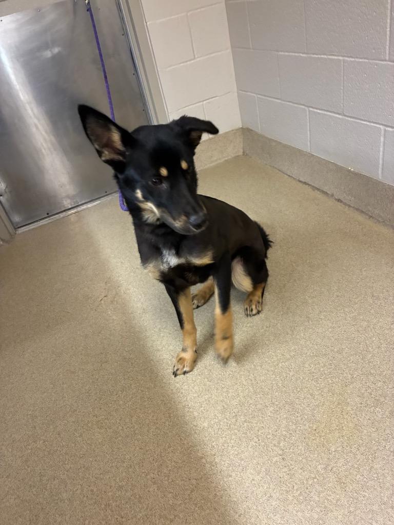 Gia, Adoptable, Puppy Female German Shepherd Dog.