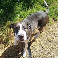 Claudia, a Adoptable mixed breed in Phoenix, AZ image 1/2