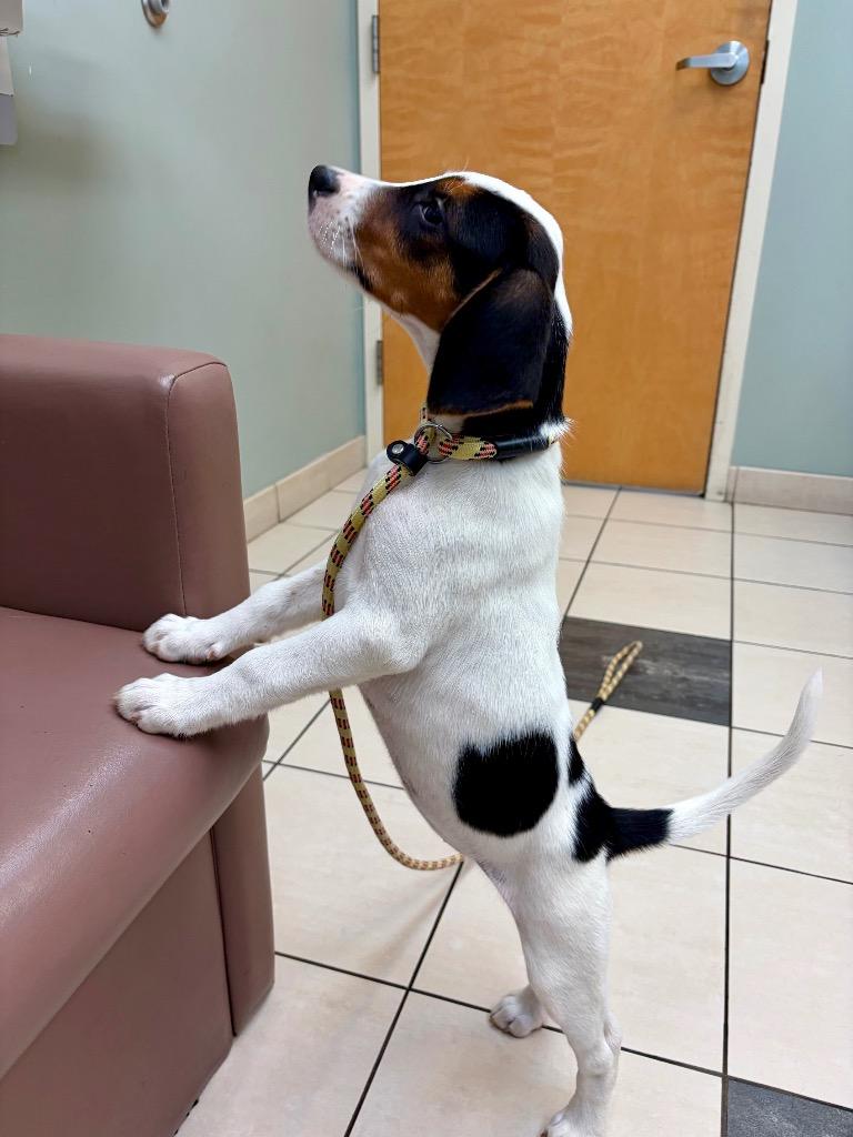 Watermelon, Adoptable, Puppy Female Treeing Walker Coonhound.