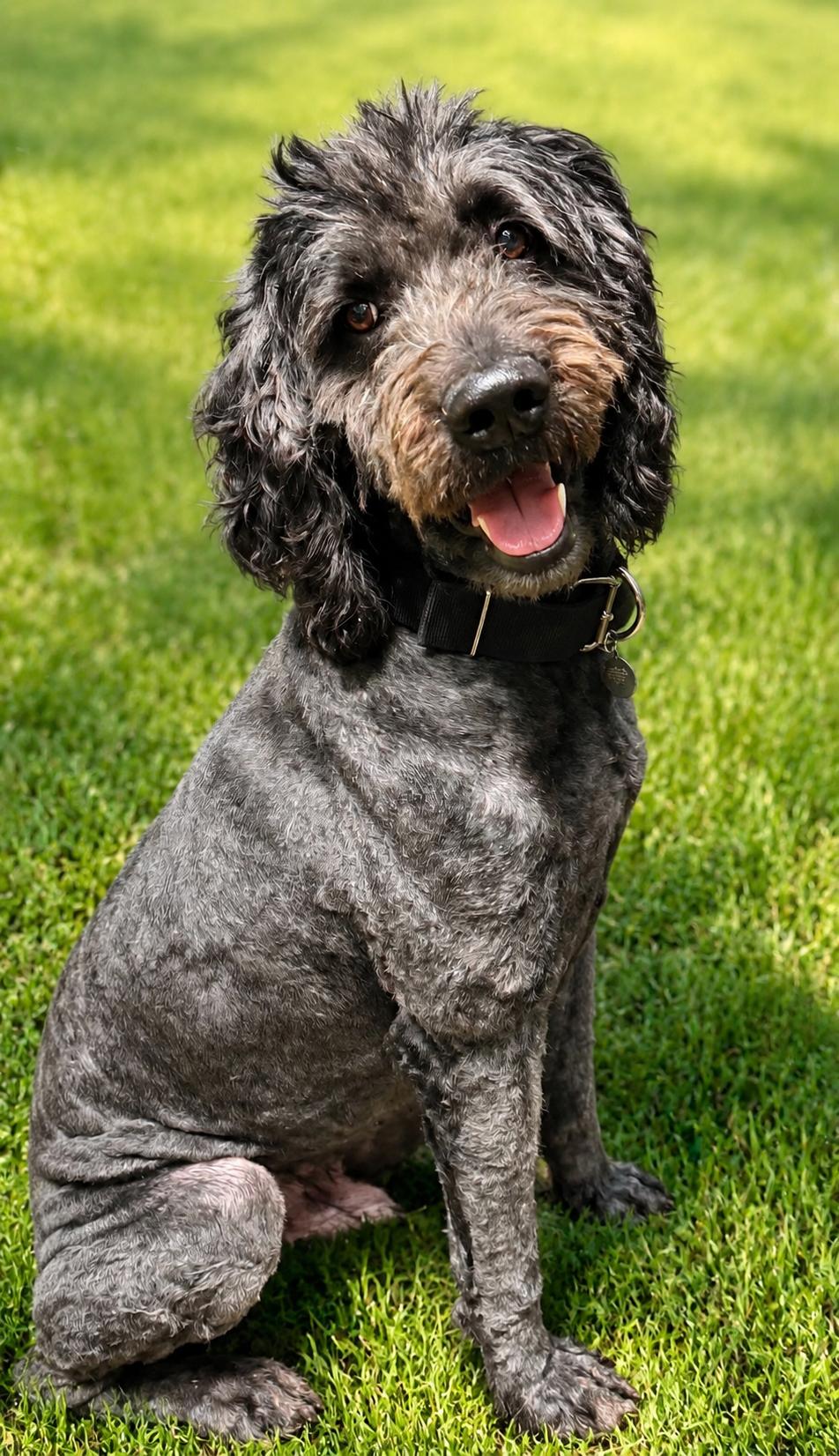 Atlas, adopted, Adult Male Newfoundland Dog & Standard Poodle.