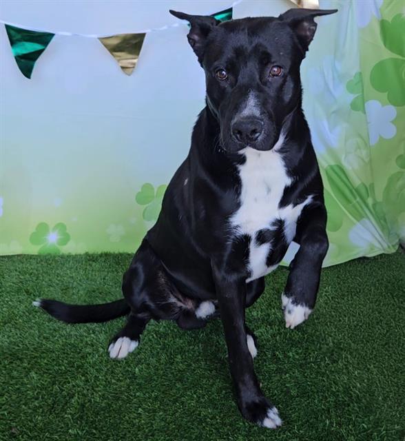 Enlarge BRUCE, a Adoptable mixed breed in Wylie, TX image 1/1