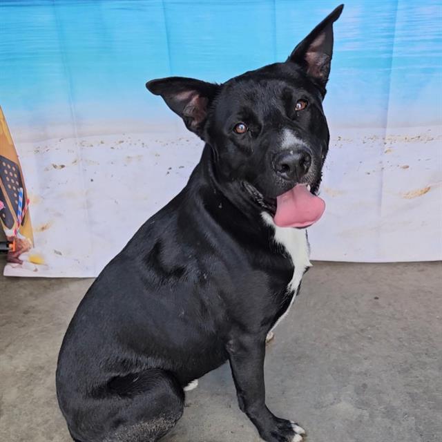 Enlarge BRUCE, a Adoptable mixed breed in Wylie, TX image 1/1