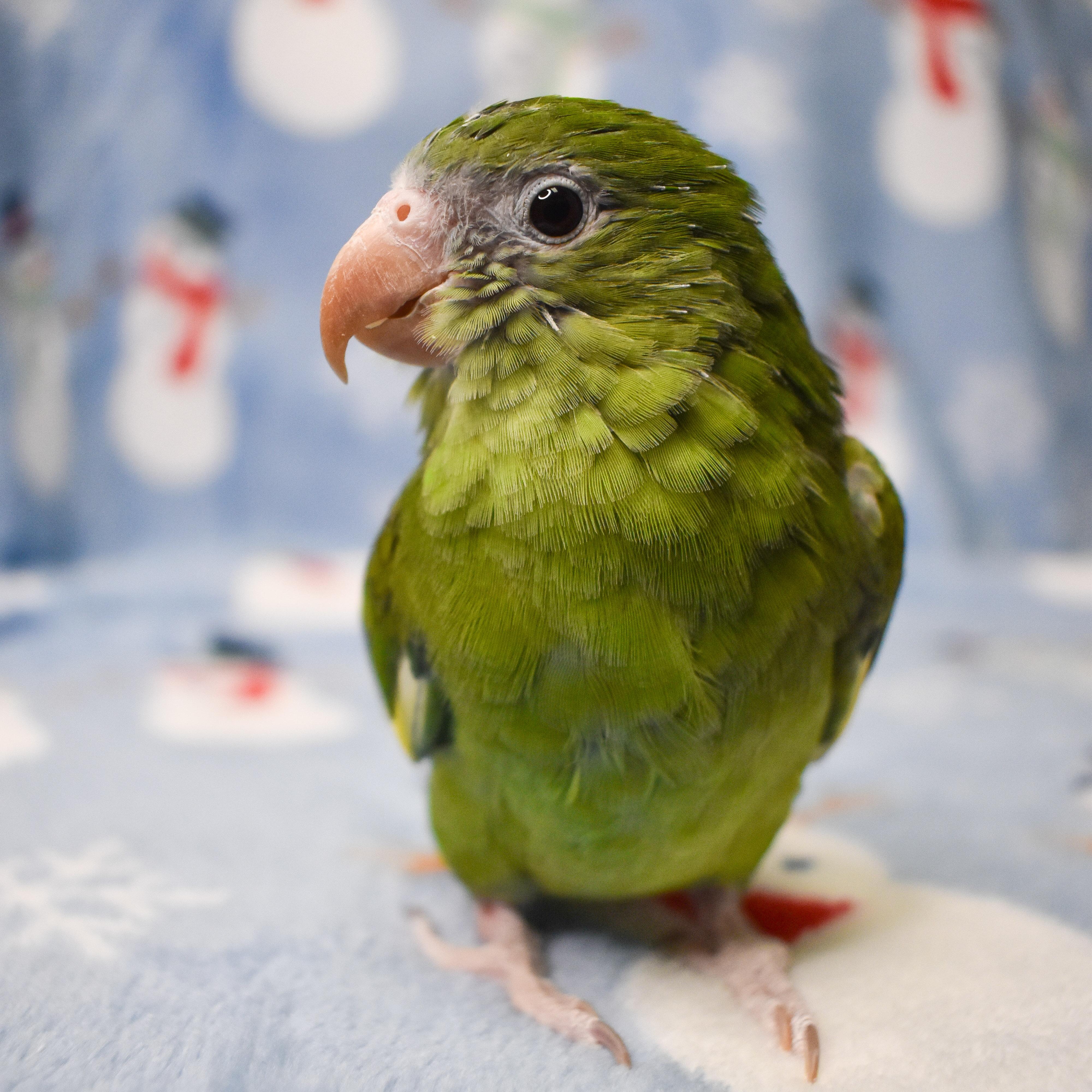 Enlarge Chloe, a Adoptable Parrot (Other) in Waukesha, WI image 1/3