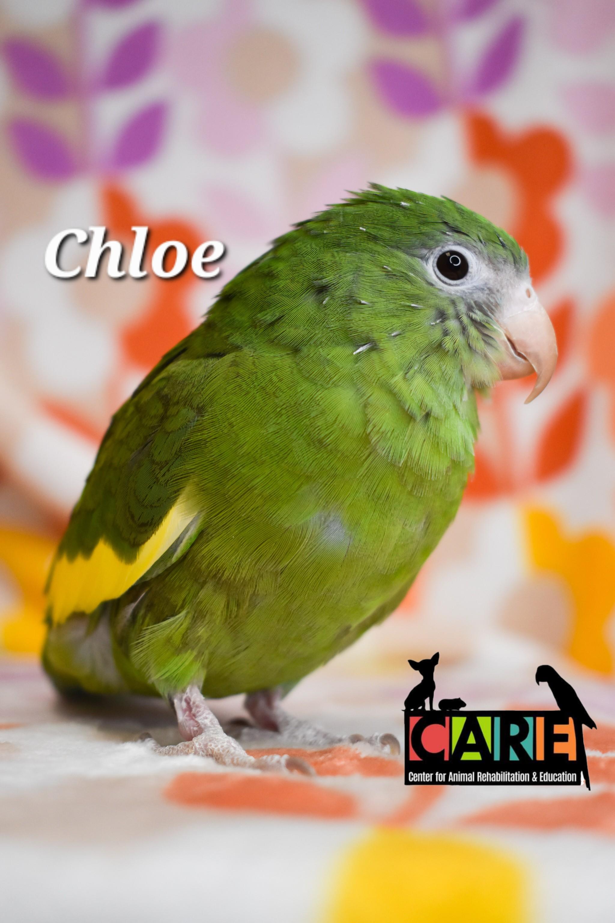 Chloe, Adoptable, Young Female Parrot (Other).