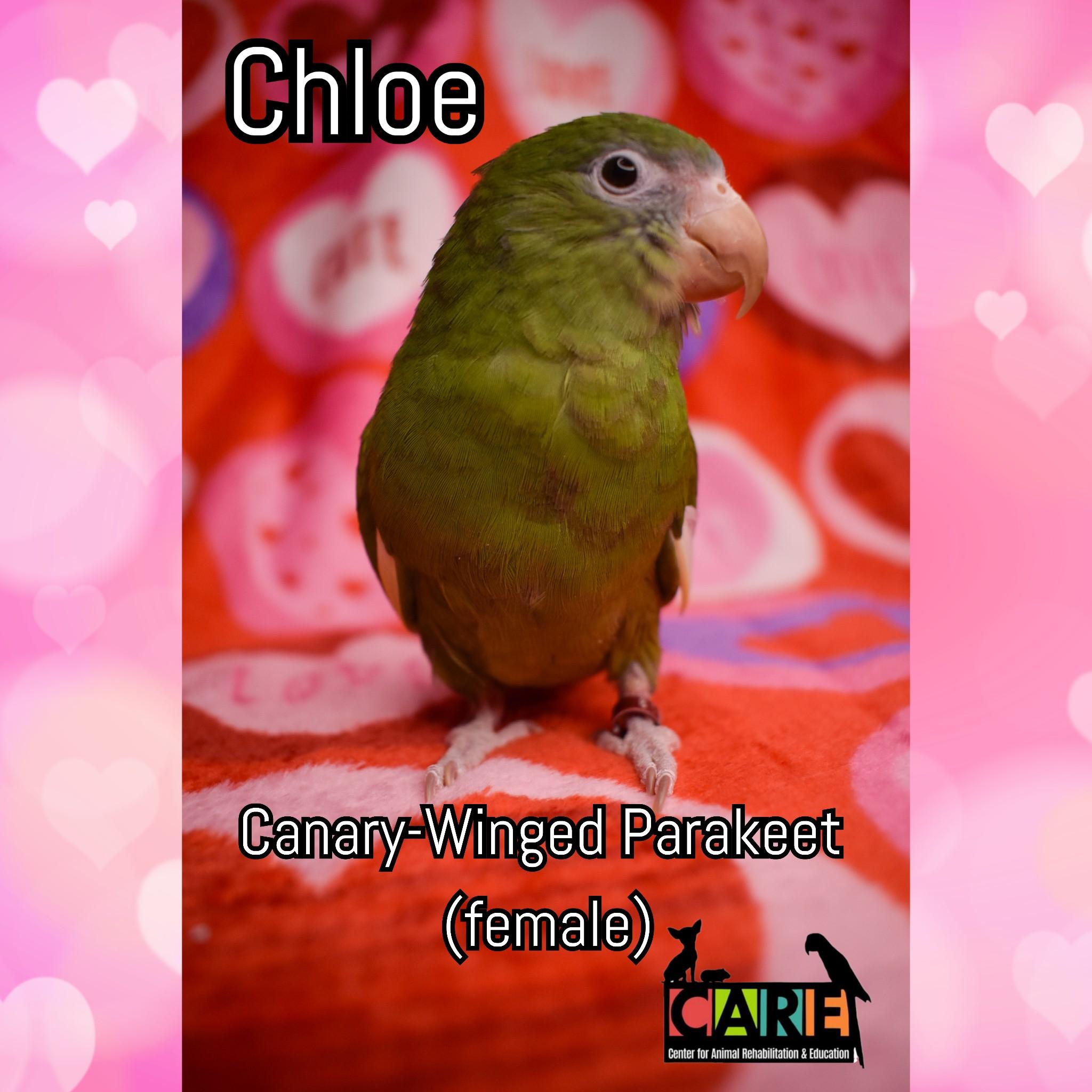 Enlarge Chloe, a Adoptable Parrot (Other) in Waukesha, WI image 3/3
