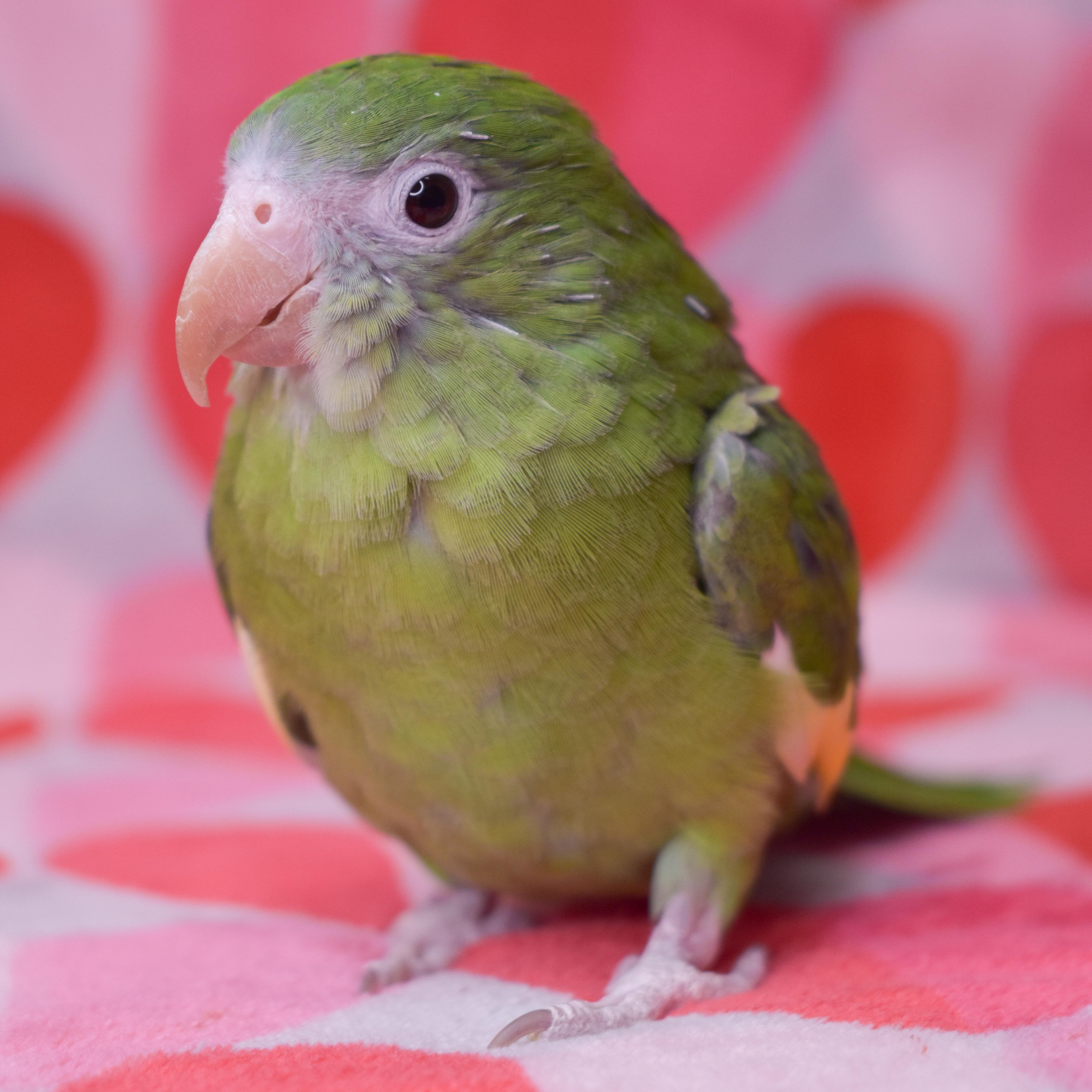 Chloe, Adoptable, Young Female Parrot (Other).
