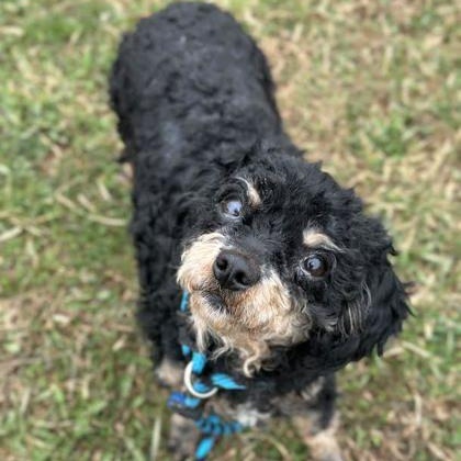 Enlarge Macaron, an adopted Miniature Poodle in Danville, PA image 2/2
