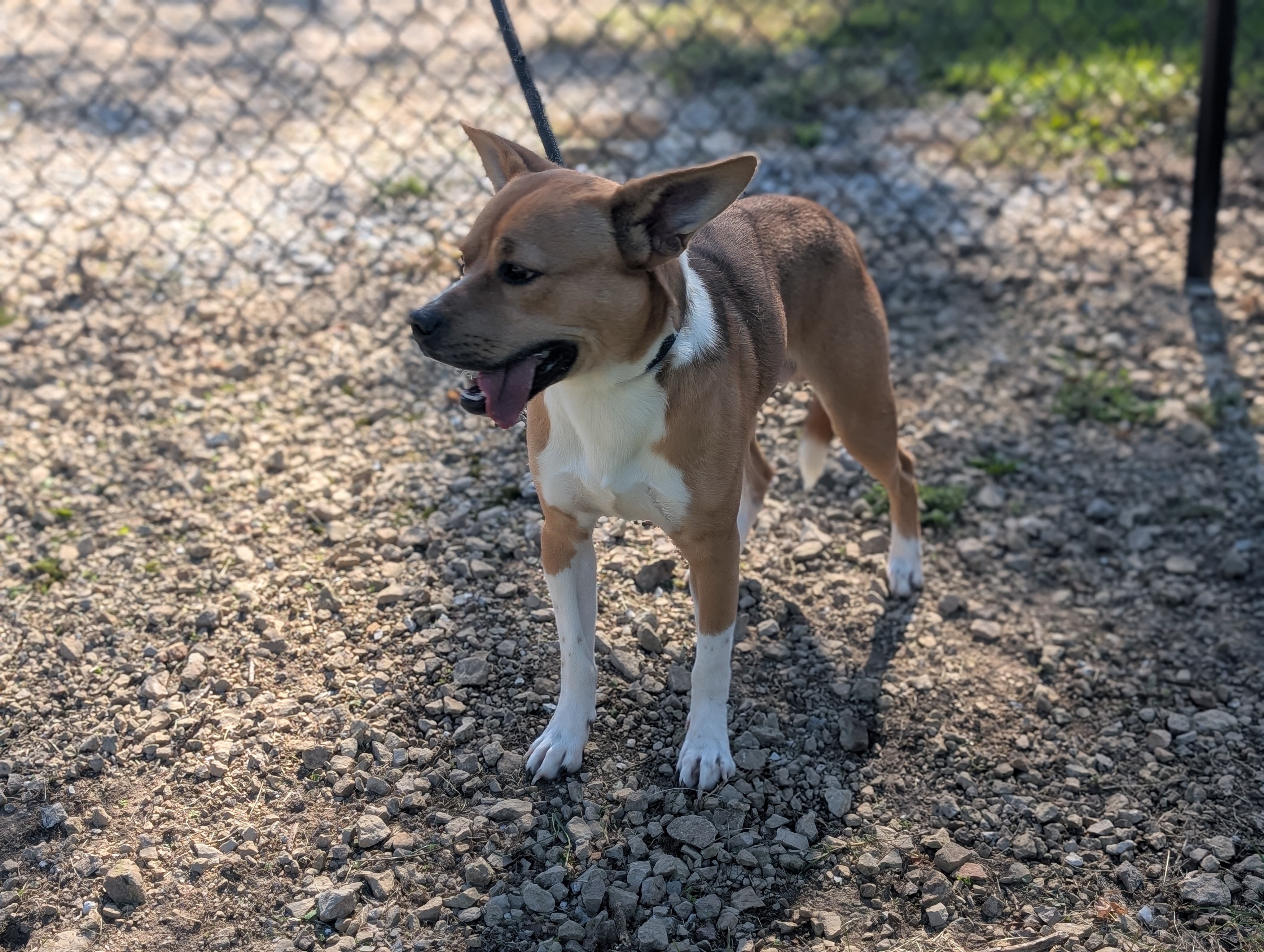 Enlarge Bandit, a Adopted mixed breed in Rushville, IN image 3/3