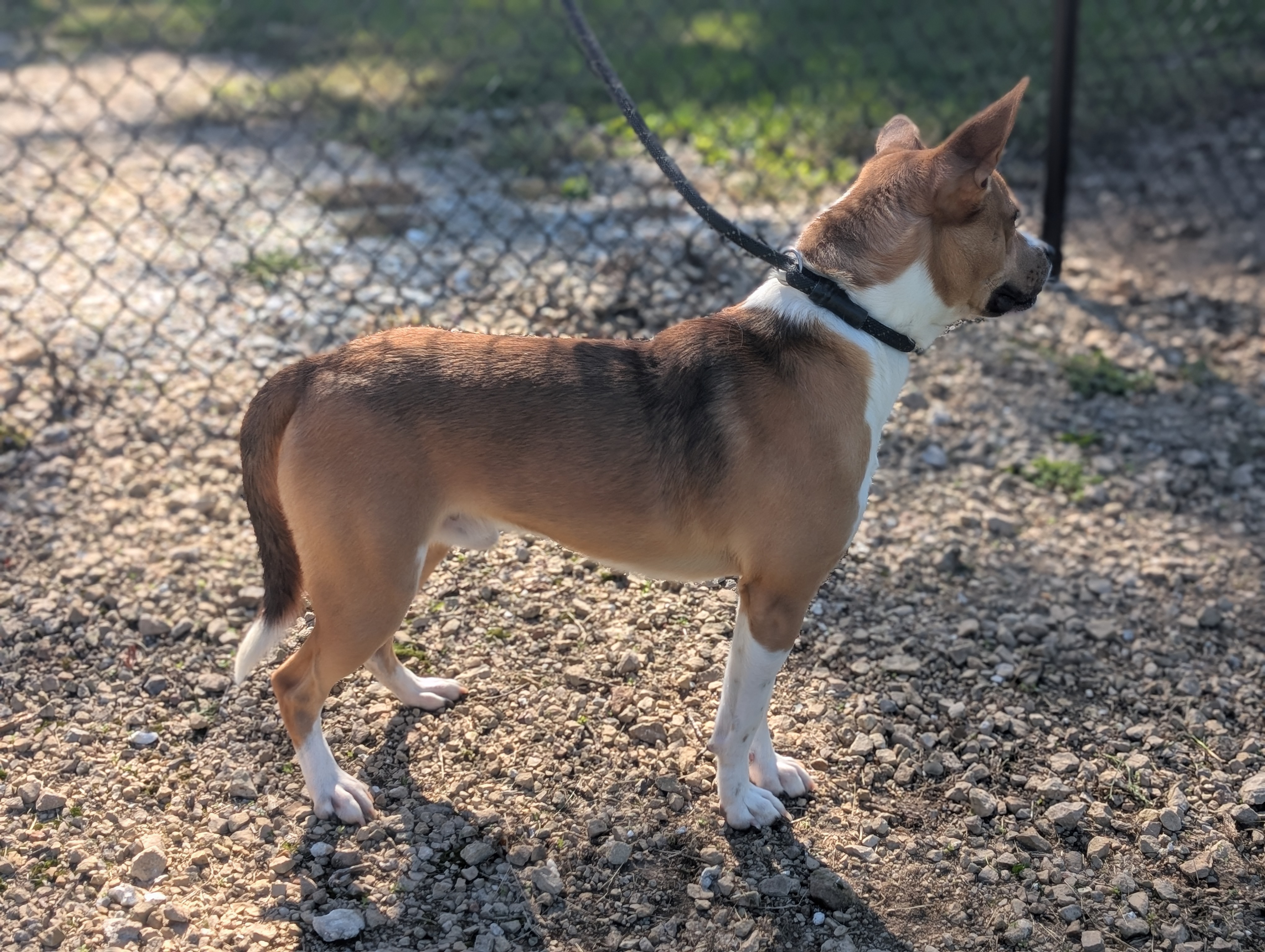 Enlarge Bandit, a Adopted mixed breed in Rushville, IN image 2/3