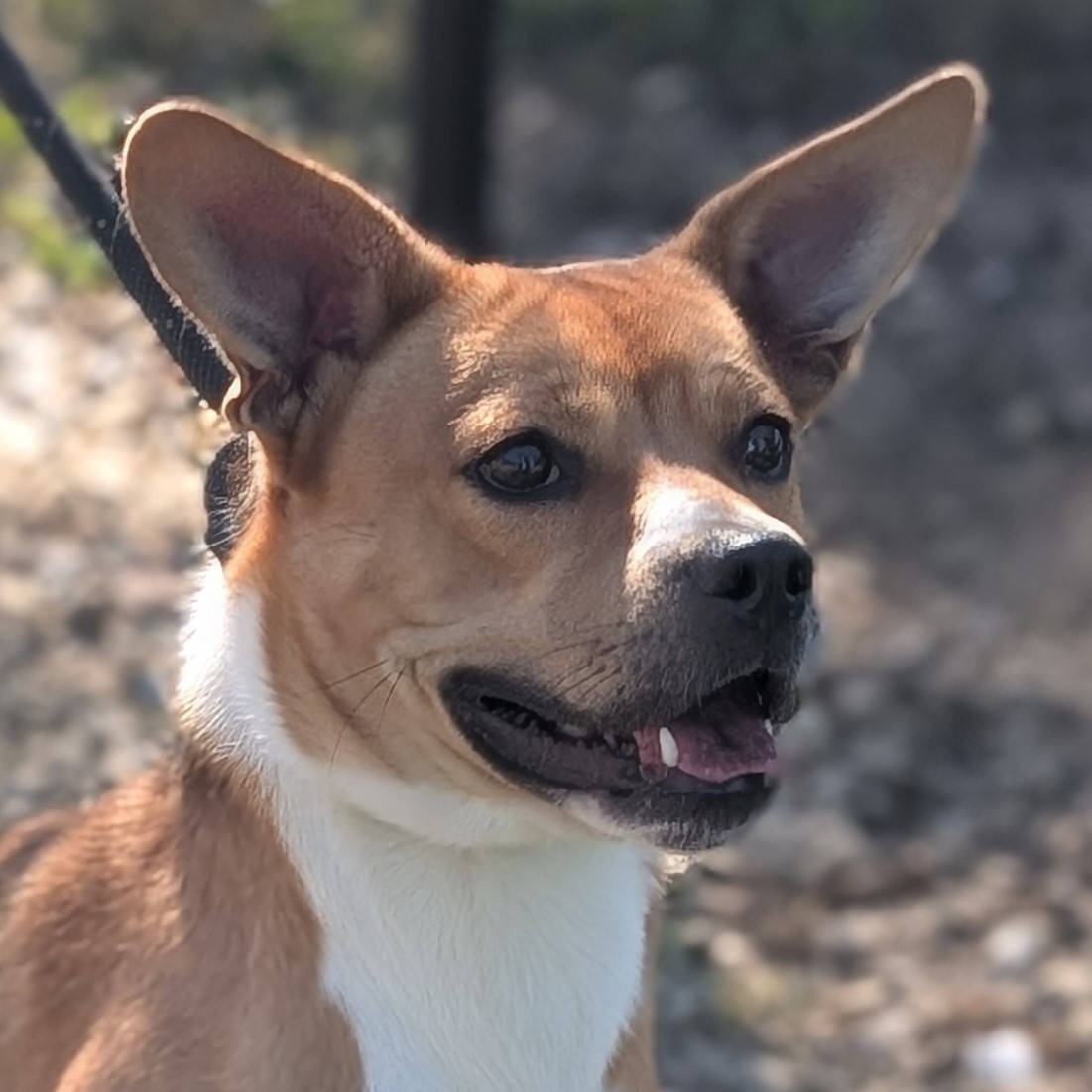 Bandit, Adopted, Adult Male Jack Russell Terrier & German Shepherd Dog.