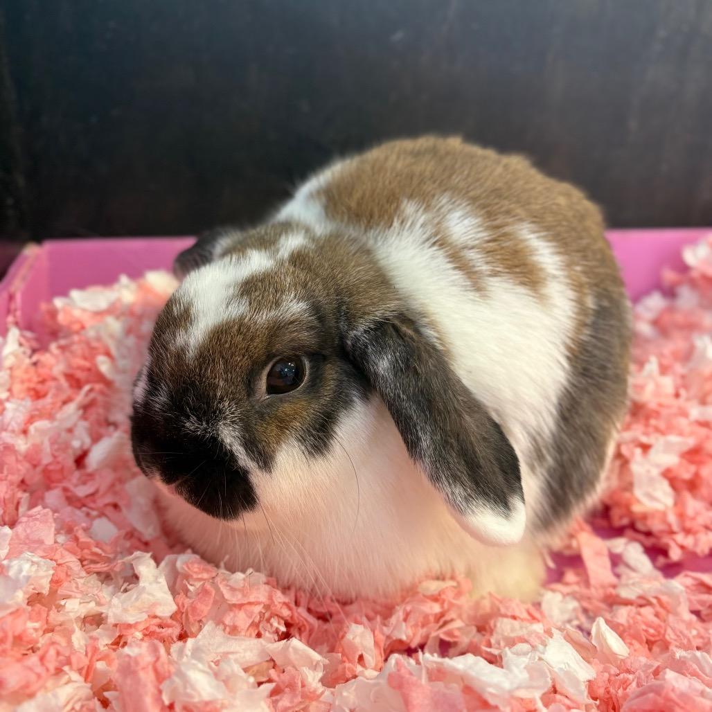 Roulette, Adoptable, Adult Female English Lop.