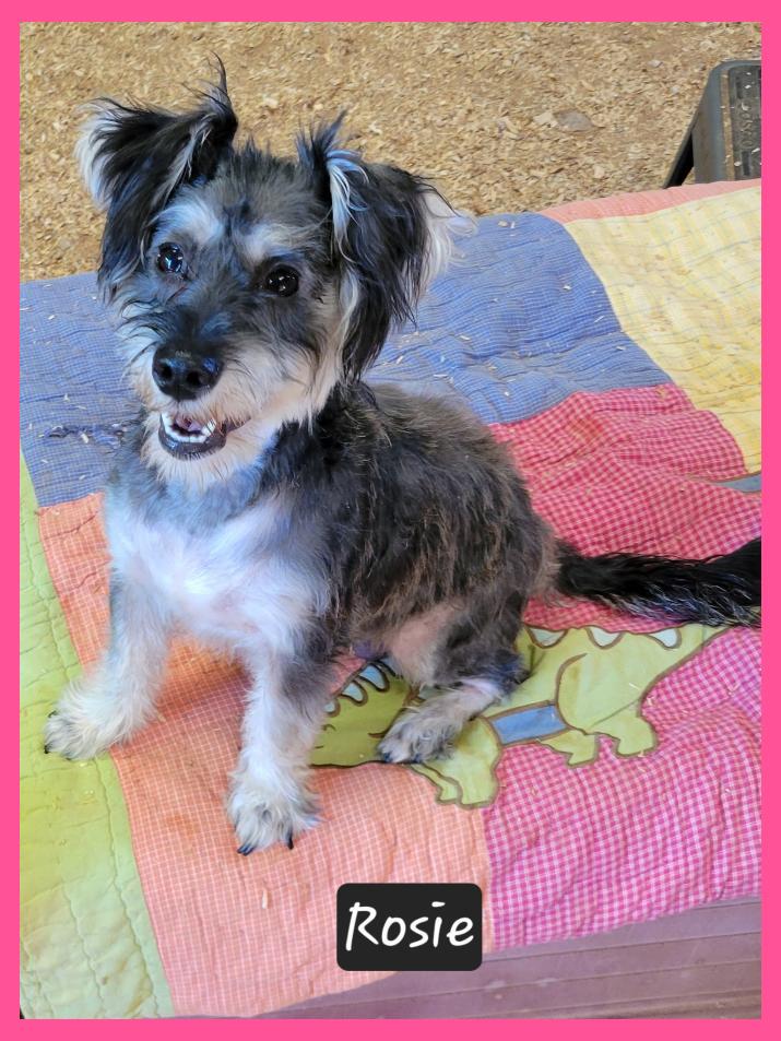 Rosie, Adopted, Adult Female Schnauzer.