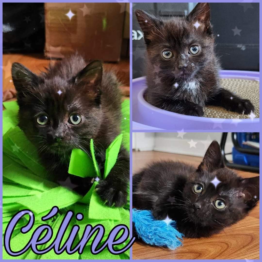 Enlarge Celine, a Adopted Domestic Short Hair in Beloeil, QC image 1/1