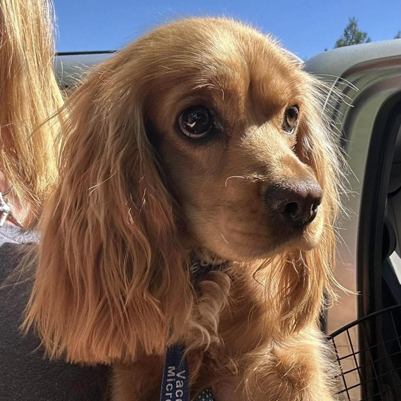 Darling, adopted, Young Female Cocker Spaniel.