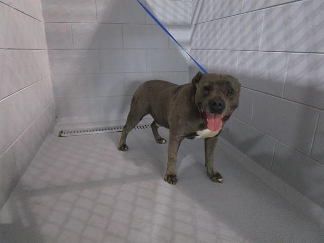 Enlarge COLE, a Adoptable mixed breed in Winter Haven, FL image 1/1